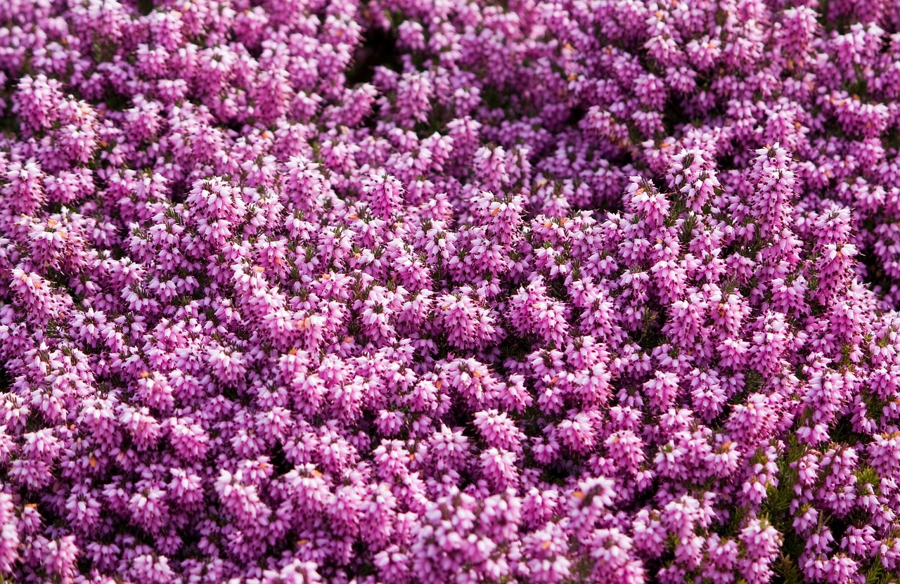 fondo flores moradas